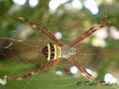 Argiope