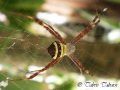 Argiope