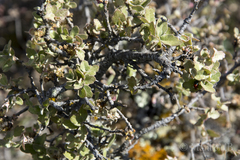 Quercus intricata