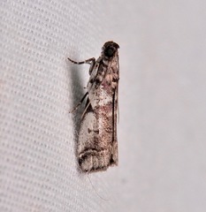Sciota uvinella