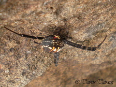 Argiope