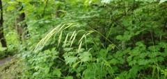 Bromus vulgaris