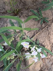 Lathyrus lanszwertii