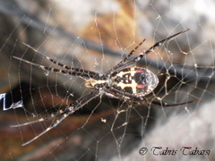 Argiope