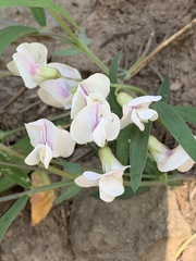 Lathyrus lanszwertii
