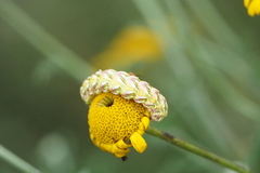 Cucullia chamomillae