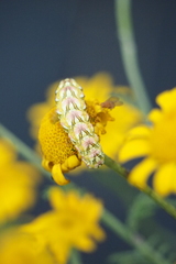 Cucullia chamomillae