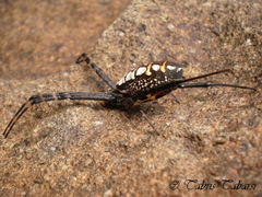 Argiope