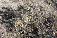Quercus intricata