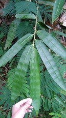 Dendrocalamus asper