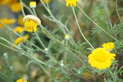 Cucullia chamomillae