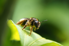 Macropis