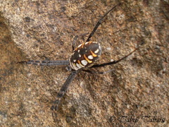 Argiope