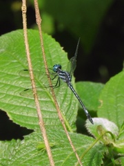 Hylaeothemis apicalis