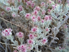 Helichrysum candolleanum
