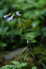 Cardamine bulbifera