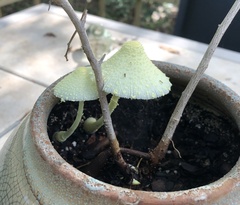 Leucocoprinus birnbaumii image