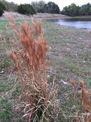 Andropogon glomeratus
