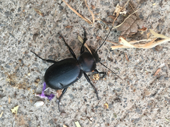 Carabus impressus