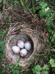 Junco hyemalis image