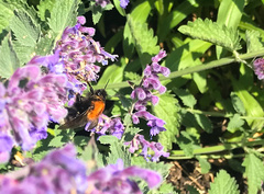 Bombus hypnorum