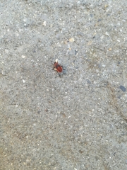 Pyrrhocoris apterus