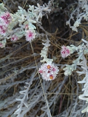 Helichrysum candolleanum