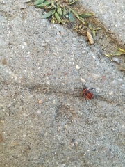 Pyrrhocoris apterus