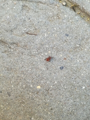 Pyrrhocoris apterus