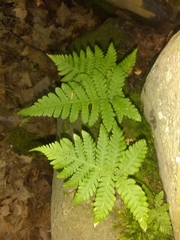 Phegopteris