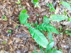 Castanea pumila