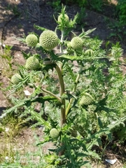 Echinops sphaerocephalus