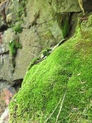 Amphidium lapponicum