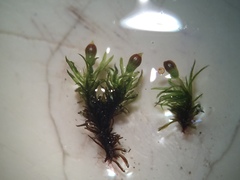 Amphidium lapponicum