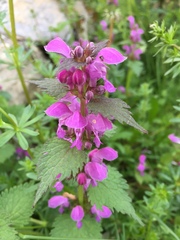 Lamium maculatum