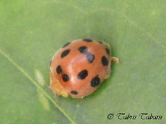 Epilachnini