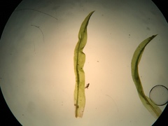 Amphidium lapponicum