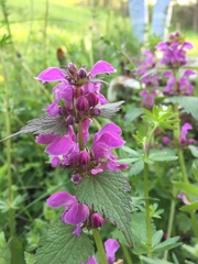 Lamium maculatum