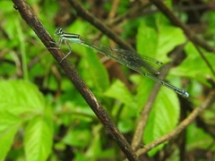 Aciagrion approximans