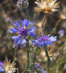 Centaurea depressa