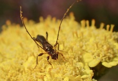 Molorchus umbellatarum