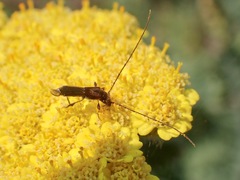 Molorchus umbellatarum