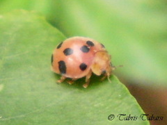 Epilachnini