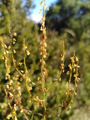 Rumex intermedius