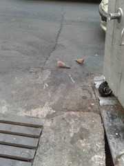 Streptopelia senegalensis