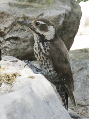 Arizona Woodpecker photo 2