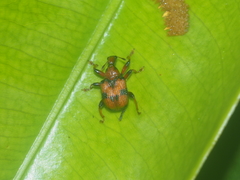 Strigapoderus