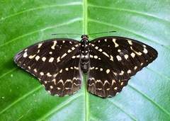 Lexias canescens