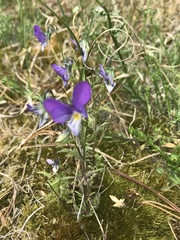 Viola tricolor tricolor