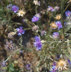 Centaurea depressa